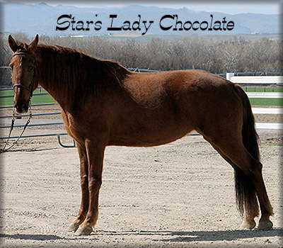 Slush Creek Walkers Tennessee Walking Horse Ranch Horse - CRUISE